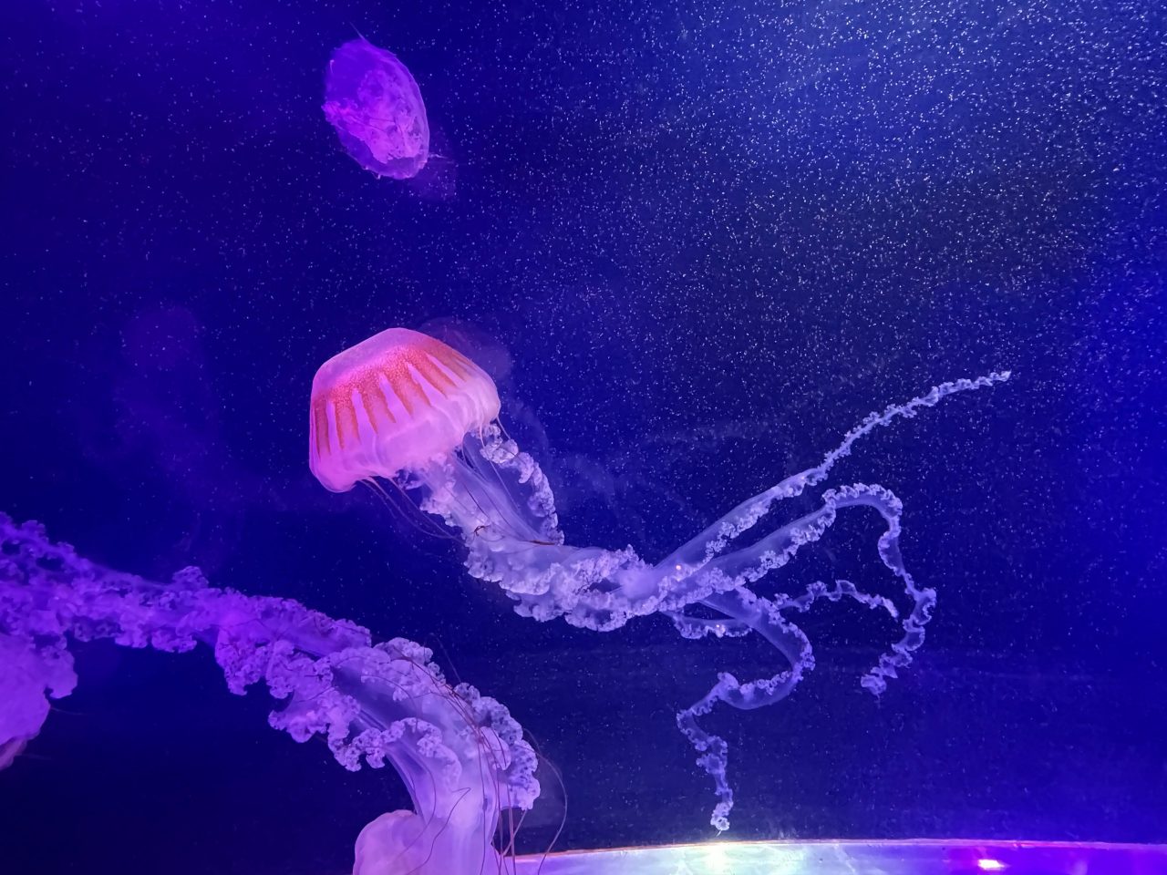 Zoopark Chomutov