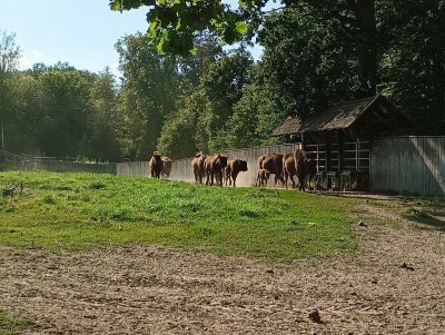 Zagroda Żubrów